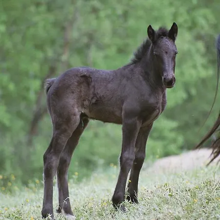 게스트하우스 Haras Picard Du Sant Le Barail Lasserre (Ariege)