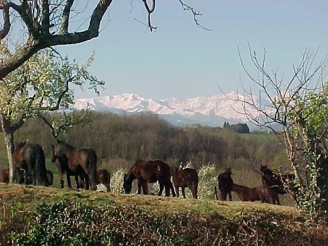 Haras Picard Du Sant Le Barail Maison d'hôtes 4*