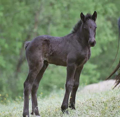 Maison d'hôtes Haras Picard Du Sant Le Barail Lasserre (Ariege)